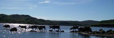 ФЁдÖр Сумкин banner