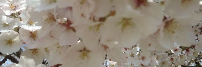 SuhaCorso's profile banner image