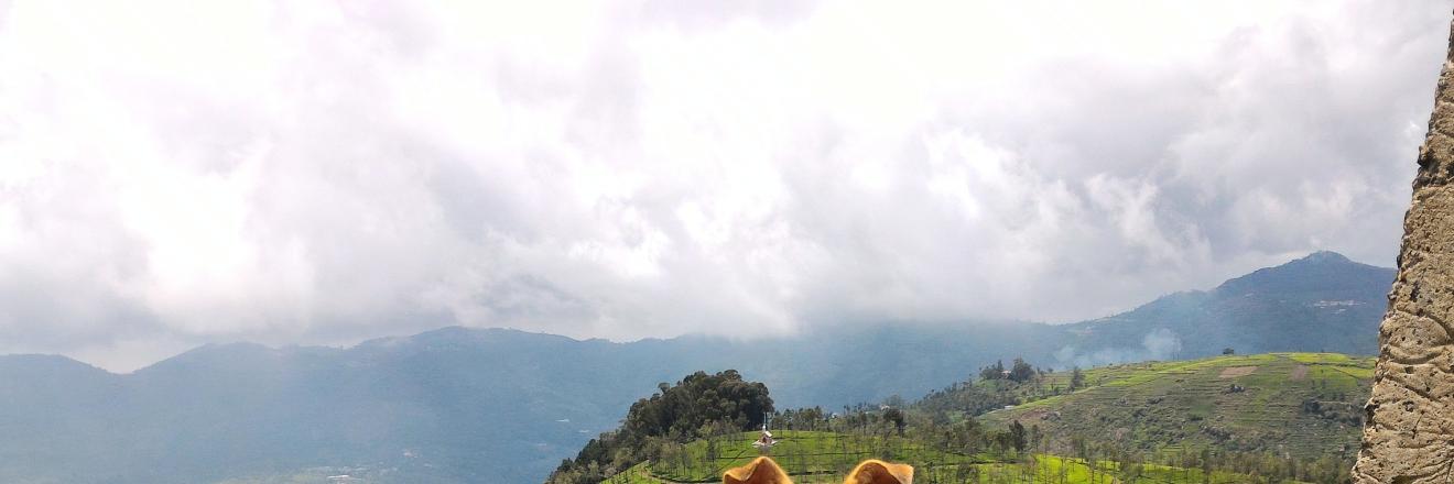 Nirav Shah નીરવ શાહ 🇮🇳 banner