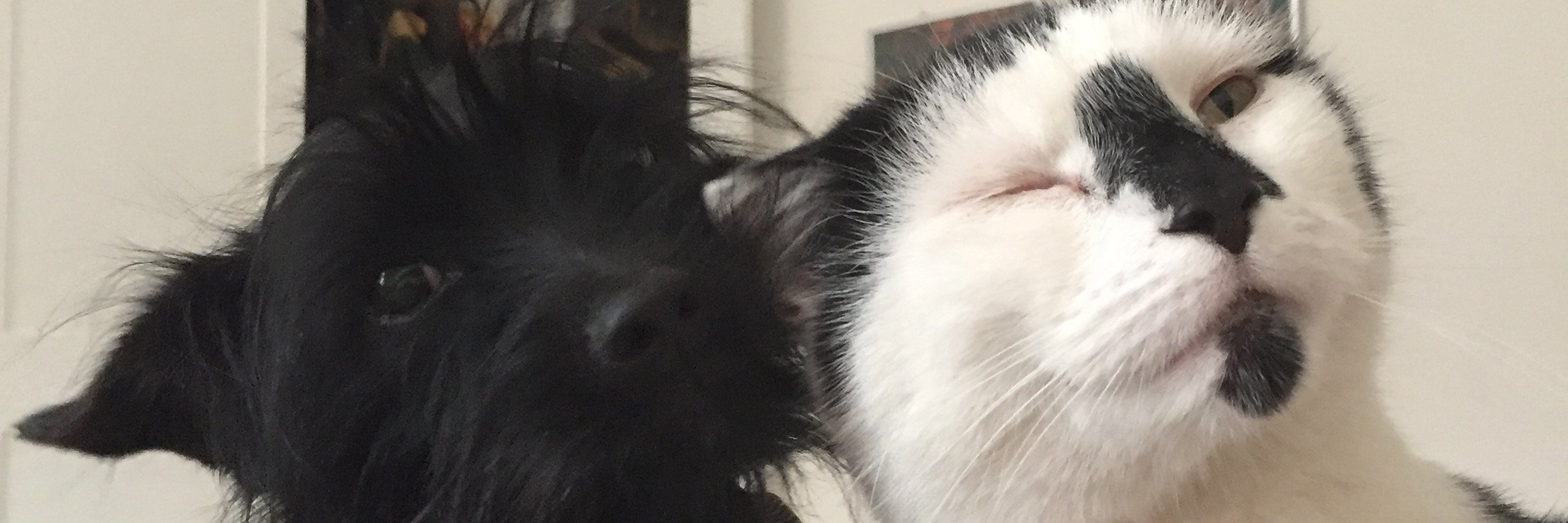 MelSvensen's profile banner image