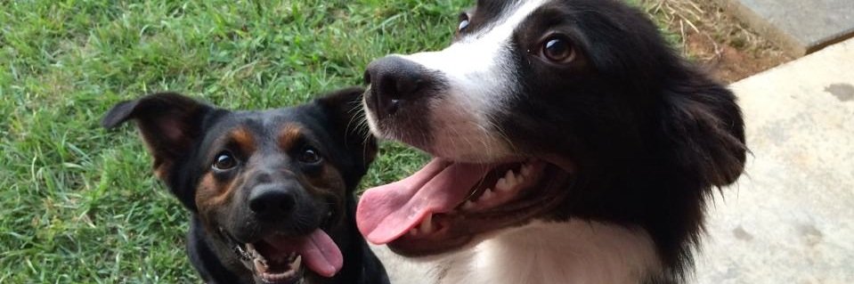 P⃨a⃨e⃨g⃨a⃨n⃨ T⃨u⃨r⃨n⃨e⃨r⃨ banner