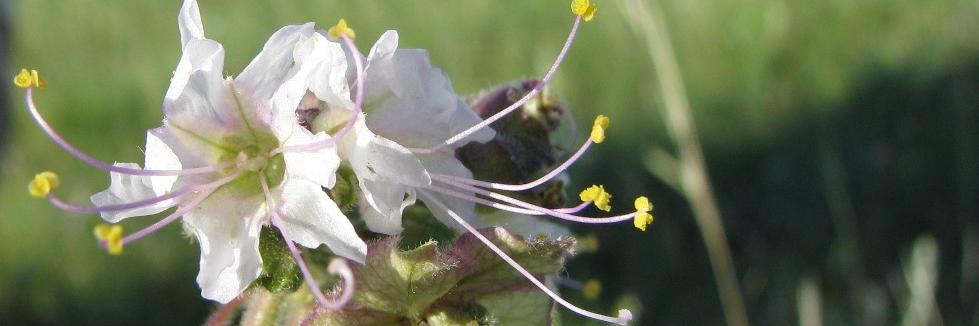 Sarah Vinge-Mazer banner