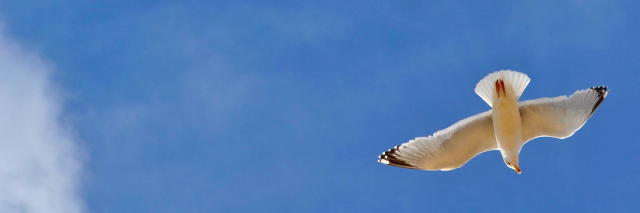 Madeleine banner