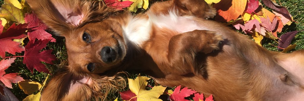 JaimShort's profile banner image