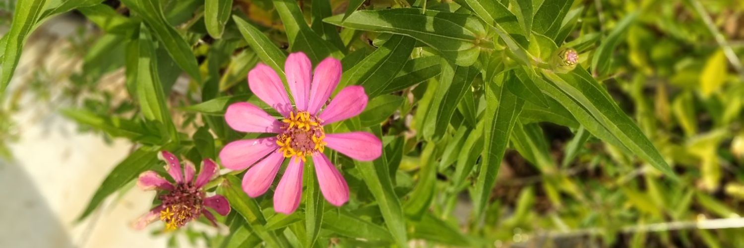 rismamima_'s profile banner image