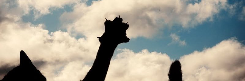 Leo_Interstice's profile banner image