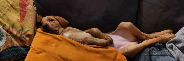 CarlaOnion Profile Banner