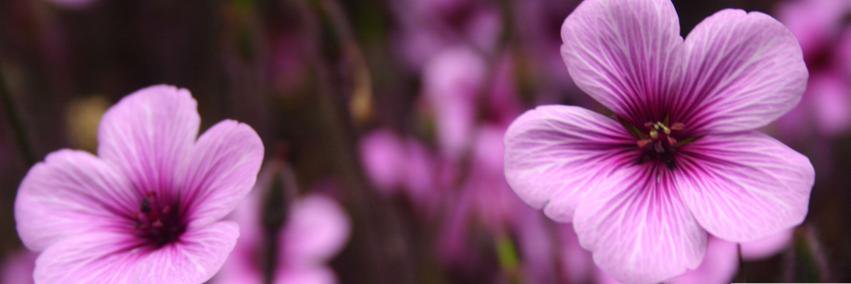 LC_791's profile banner image