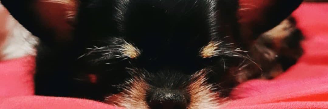 FATIS ✨ banner
