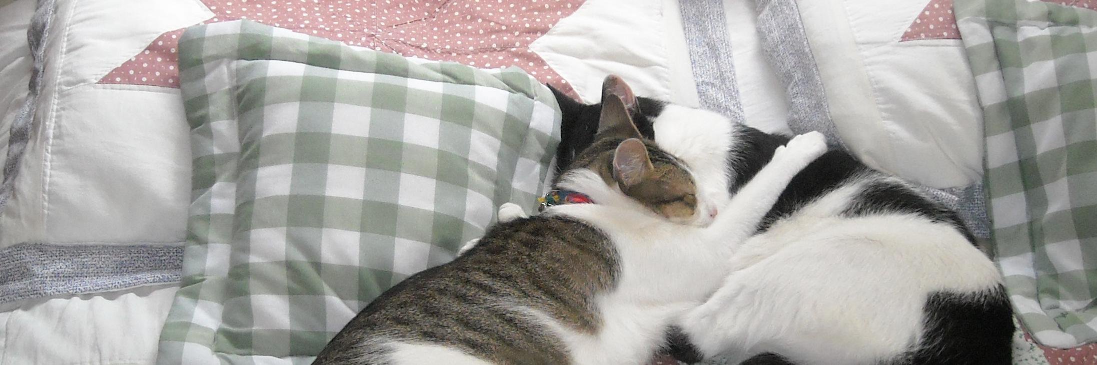 Claudia Donovan 💛🇦🇷 banner