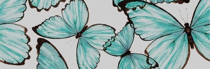 NaleCebras's profile banner image