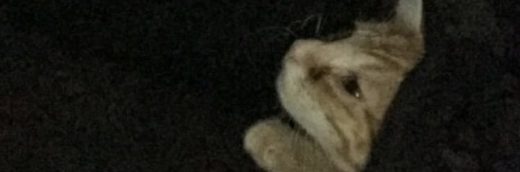 patator62's profile banner image