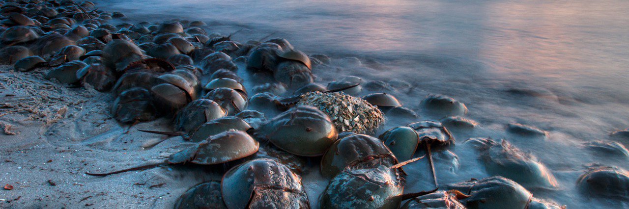 LuckyLimulidae's profile banner image