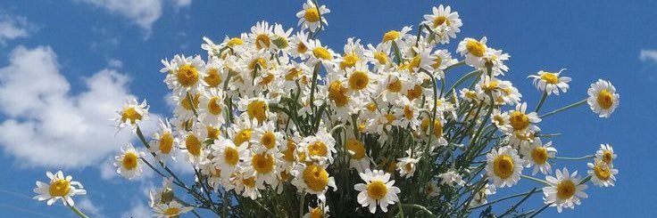 vickeeww's profile banner image