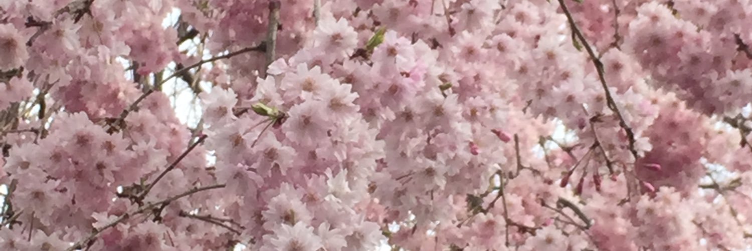satomaro_maro's profile banner image