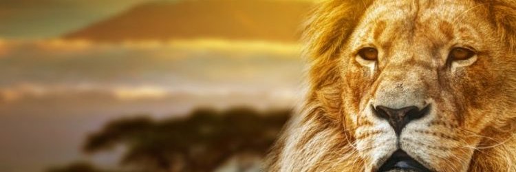 F R A Z Ã O banner