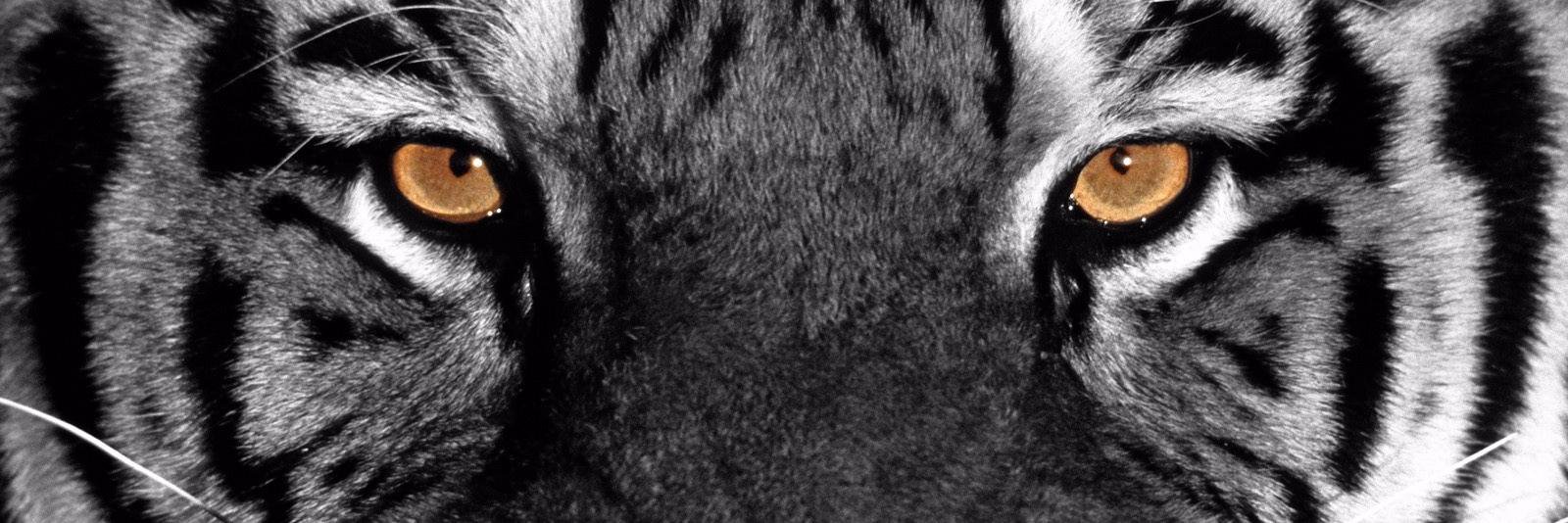 MetterHigh's profile banner image