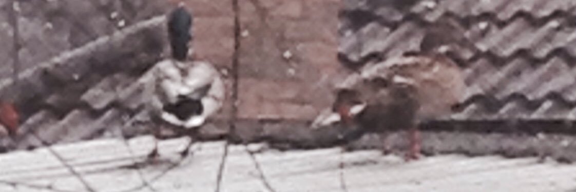annalloyd33's profile banner image