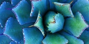 Mezcalsergio's profile banner image