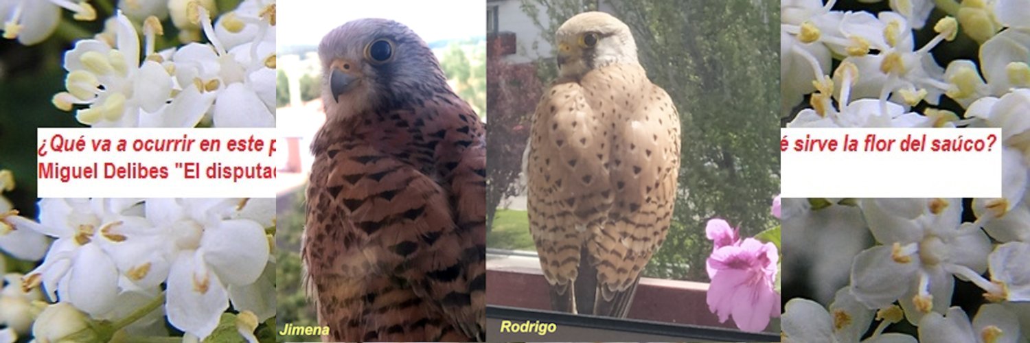 Juan José Rodríguez banner