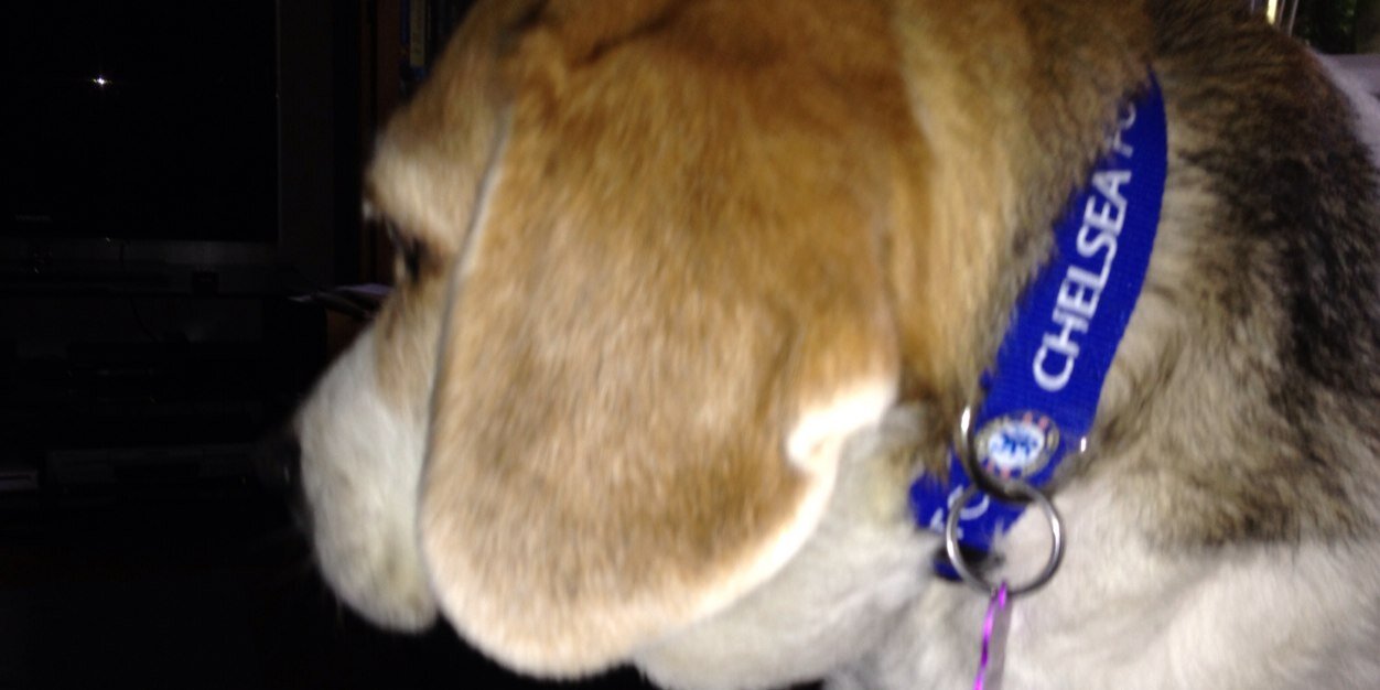 TessTheBeagle's profile banner image