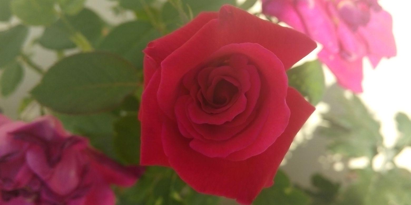 nessi_as's profile banner image