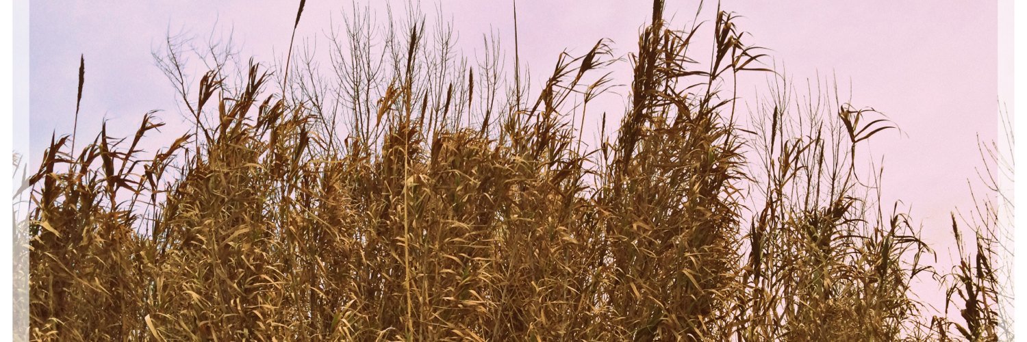 mmeneant's profile banner image