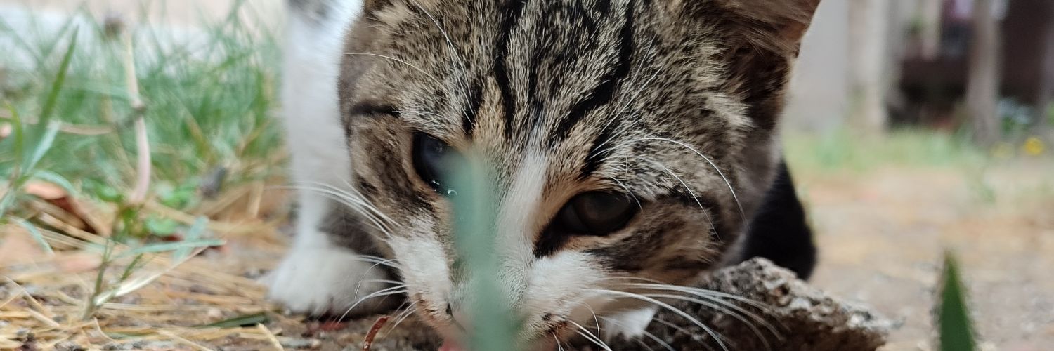 ozknerturk's profile banner image