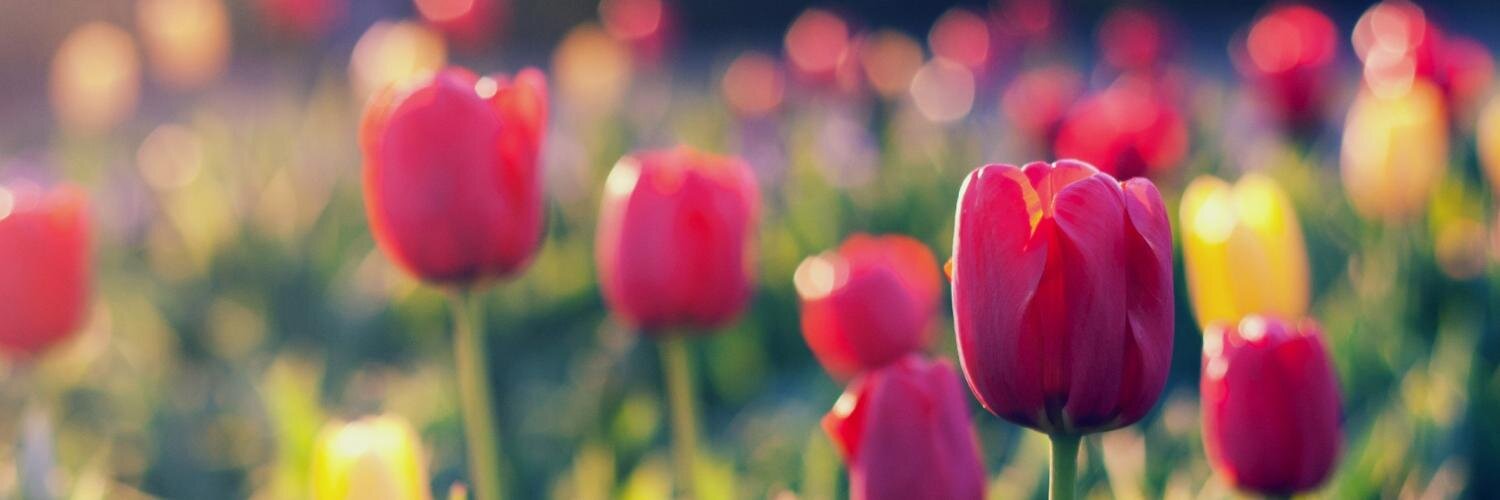 Tuberose_Queen's profile banner image