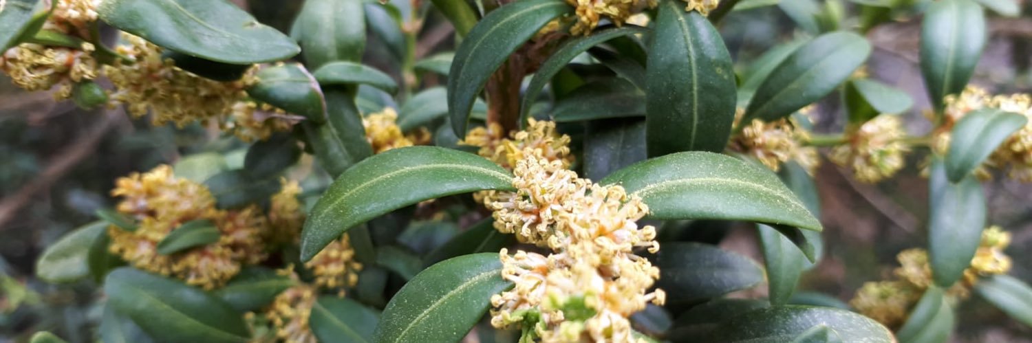 Inmaculada Castillo banner