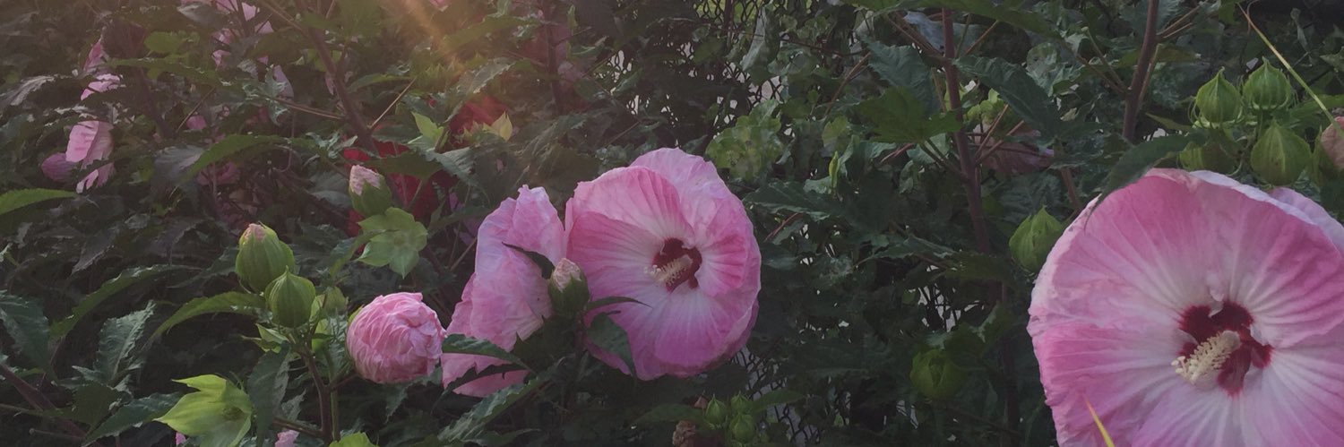 SusanKnerr1's profile banner image