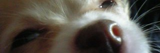 osaruboshi's profile banner image