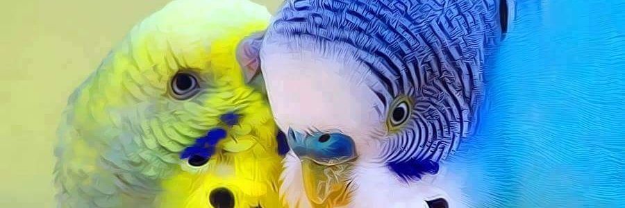 UclerMutlu's profile banner image