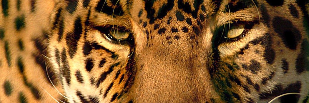 VoicesforNature's profile banner image