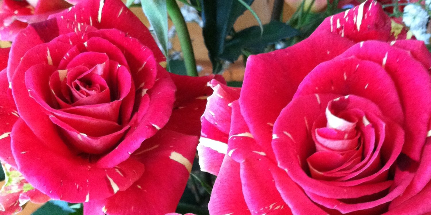 onge_st's profile banner image