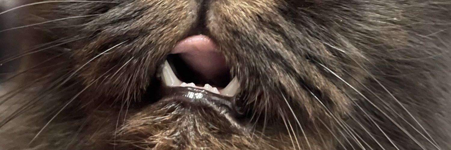 choptsk's profile banner image