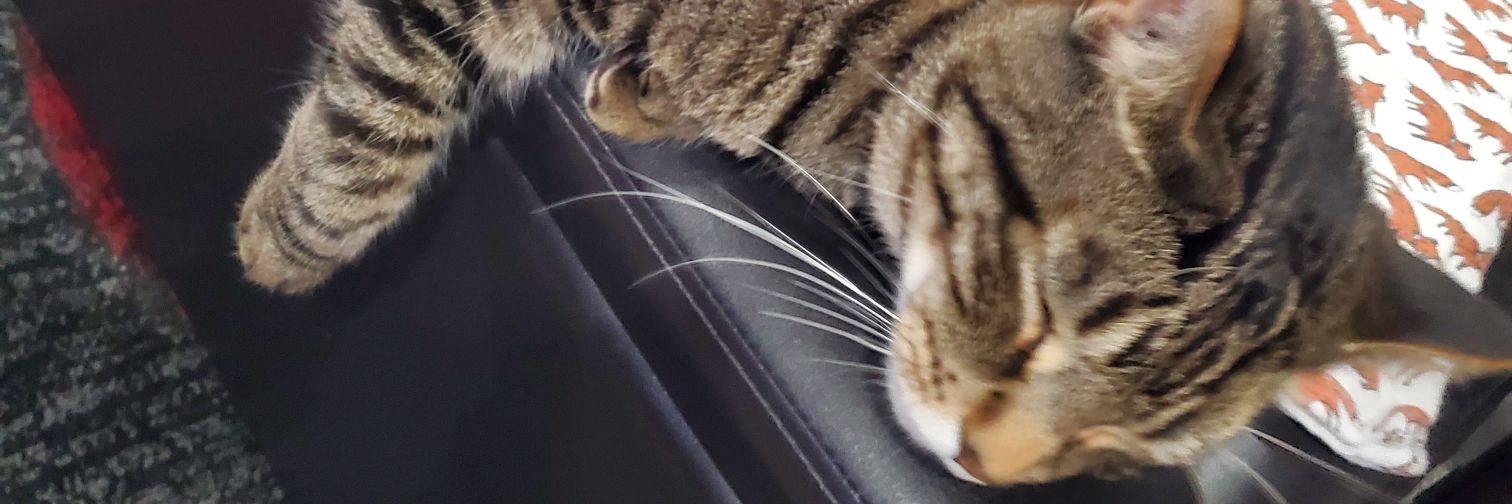 youryiffy's profile banner image