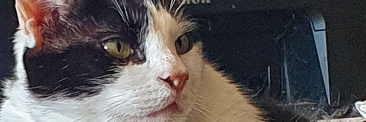 Jose Luis 🌈❤💛💜🔻 banner