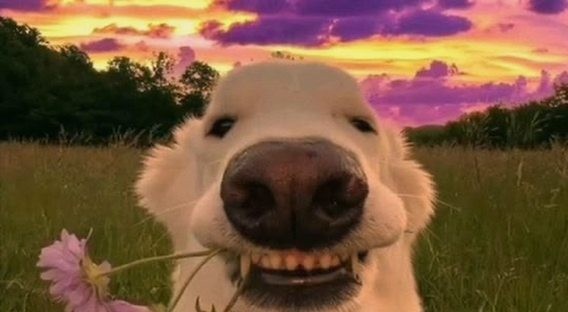 sprinklepiefz2's profile banner image