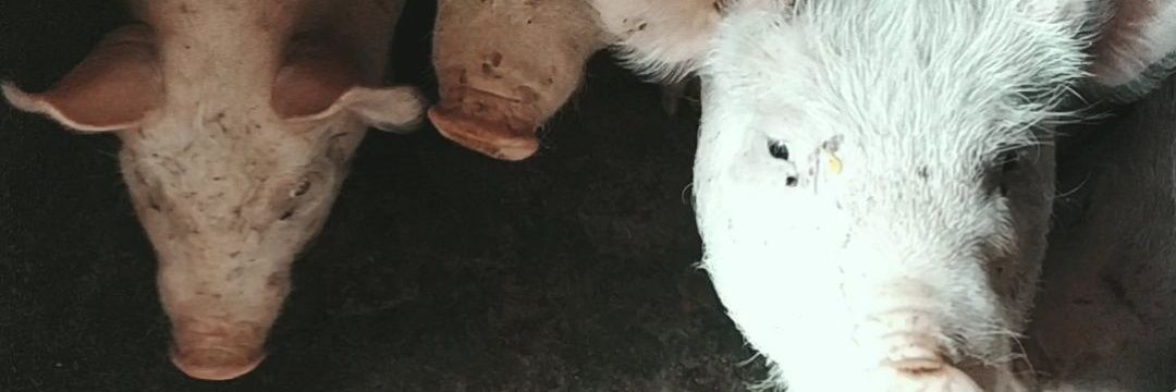 iamyid's profile banner image