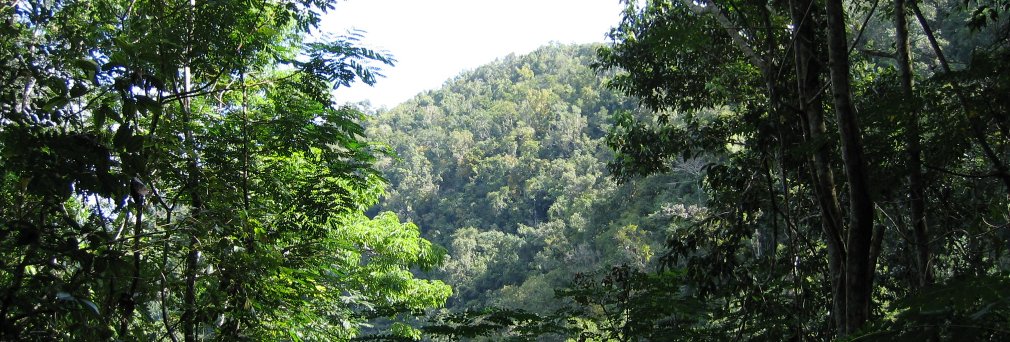 Helen Williams banner