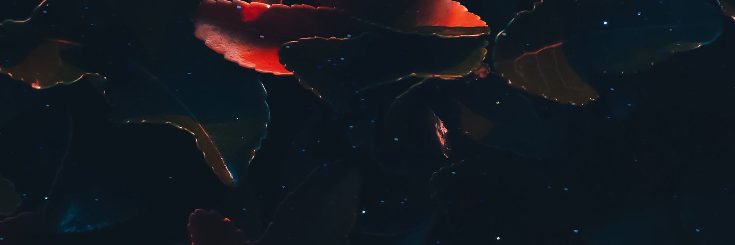 altavibetrip's profile banner image