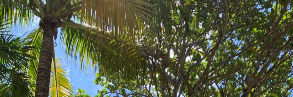 Ana Cristina banner