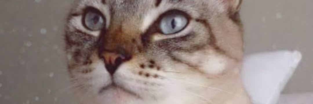 Pati Valency 🇧🇷 banner