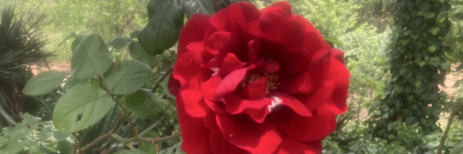 tunenel1's profile banner image