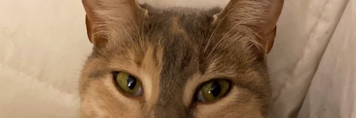 caludipaolo's profile banner image