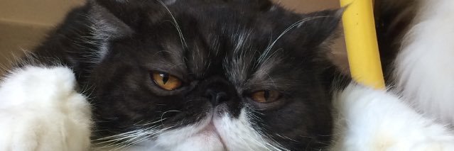 milllllllies's profile banner image
