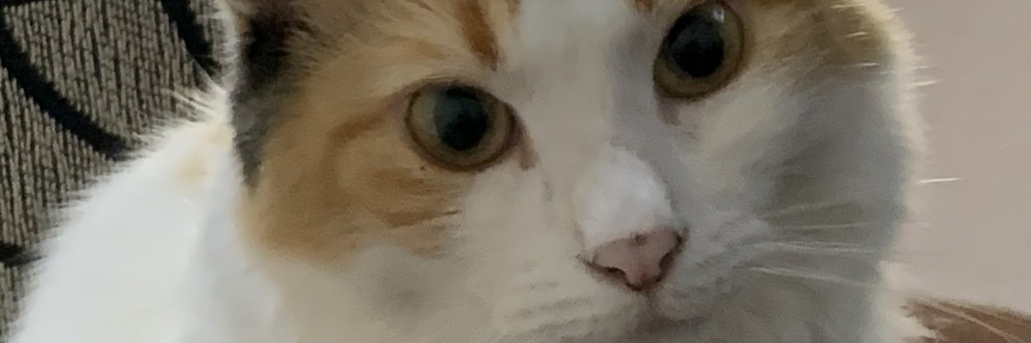 KathyMailen's profile banner image