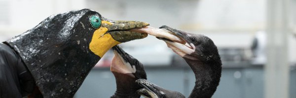 IntBirdRescue Profile Banner