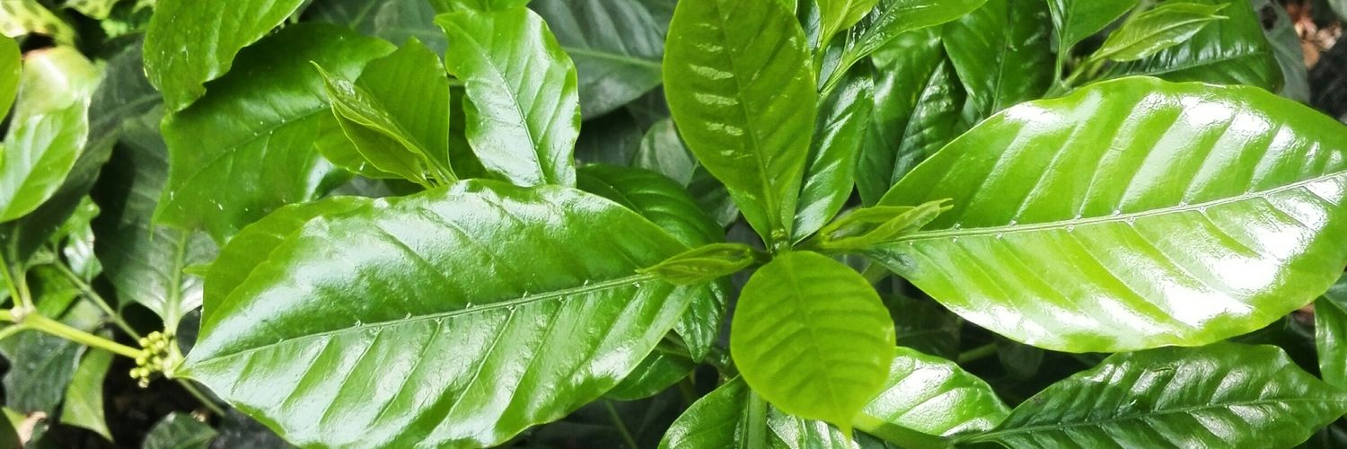 dulce_a7's profile banner image